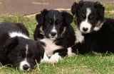 People That Love  Border Collies!