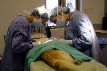 Canine Congestive Heart Failure