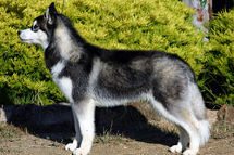 How to organize your dog emergency information