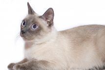 Tips for giving your cat a bath