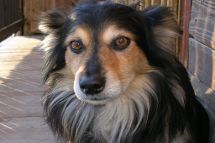 Basic dog care information