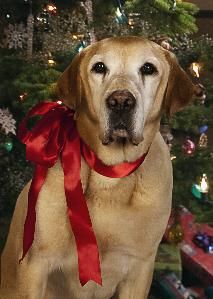 A Dog Named Christmas