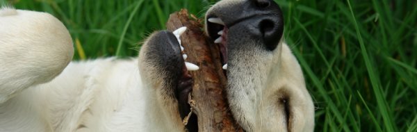 Canine teeth cleaning
