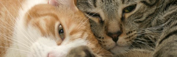 Taking proper care of your cat
