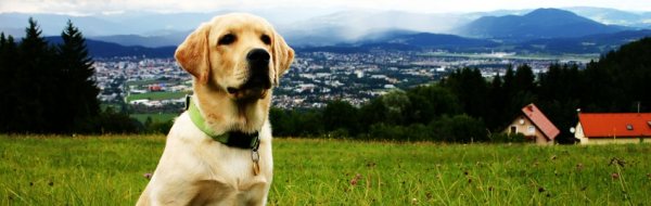 Arthritis in dogs