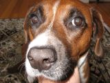 molly