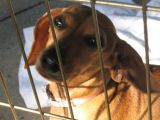 Greensboro Pet Fund Raisers