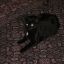 New Cat Adoption