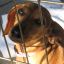 Greensboro Pet Fund Raisers