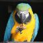 Pet Bird Lovers
