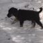 Rescue Dogs