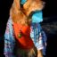 Show dogs