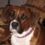 American Staffordshire Terriers