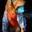 Howl-O-Ween Pictures!