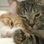 Cats Rule!