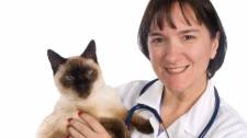 Cat hyperthyroidism - A brief introduction