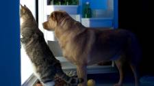 What you need to know about dog and cat nutrition