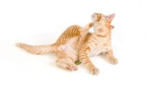 Tips for giving your cat a bath