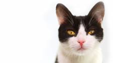 Interesting answers to your questions about cats