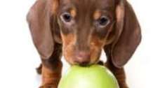 Natural dog food diet - Is it better to go commercial or homemade?