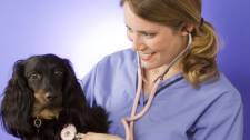 Basic dog care information