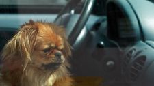 Car safety for dogs