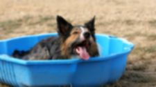 Heatstroke: Are Your Dogs at Risk?