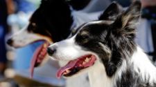 Hot weather tips to keep your pet safe