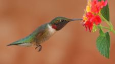 How to make sure the Hummingbirds find you this spring