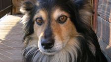 How to organize your dog emergency information