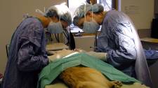 Do I need insurance for my pet?