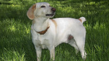 Proper Labrador breeding
