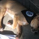 Boxer mix
