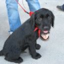 med_labradodle