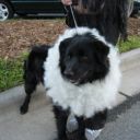 med_luke_poodle