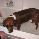 Molly in the bath!