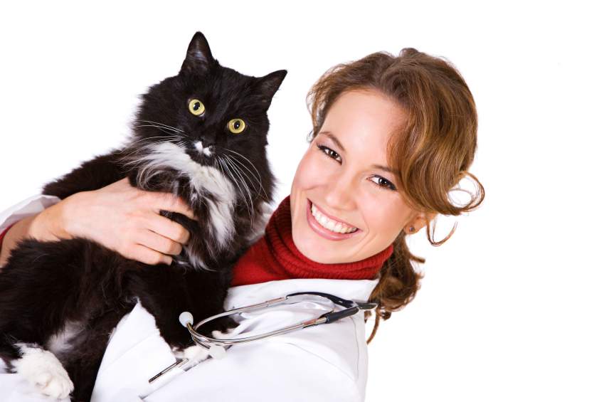 Finding the right Vet for your pet