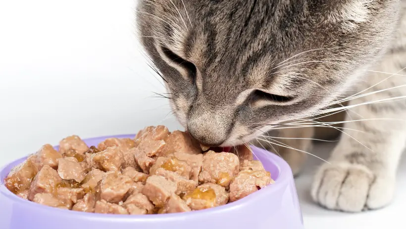 cat eating improving the taste of cat food