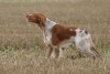 Brittany Spaniel: A sprightly and good-natured breed of dog