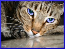 How to Give Medicine to Your Cat