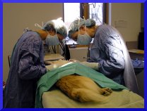 Dog arthritis & joint health