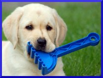 5 Things You Must Know As A Dog Owner
