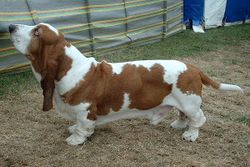 Basset Hound - BarkleyAndPaws