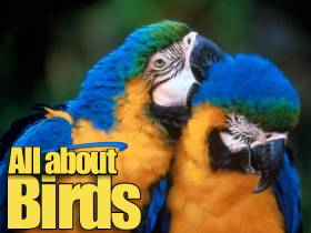 All about birds!