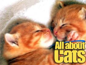 All about cats!