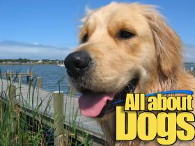 All about dogs!