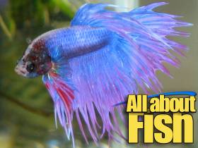 All about fish!