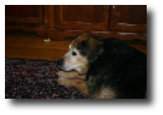 barkley-with-shadow
