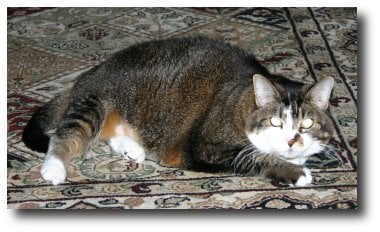 catoncarpet.jpg