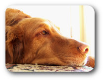 Dogs